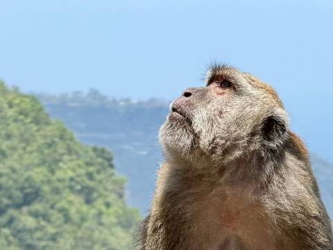       Close-up profile of a macaque monkey looking upward with forested cliffs blurred behind.
  
