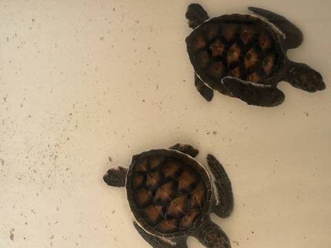       Top-down view of two tiny sea turtle hatchlings swimming in shallow pale water.
  