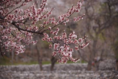       Close-up of delicate pink cherry blossoms on a branch with a muted forest backdrop.
  