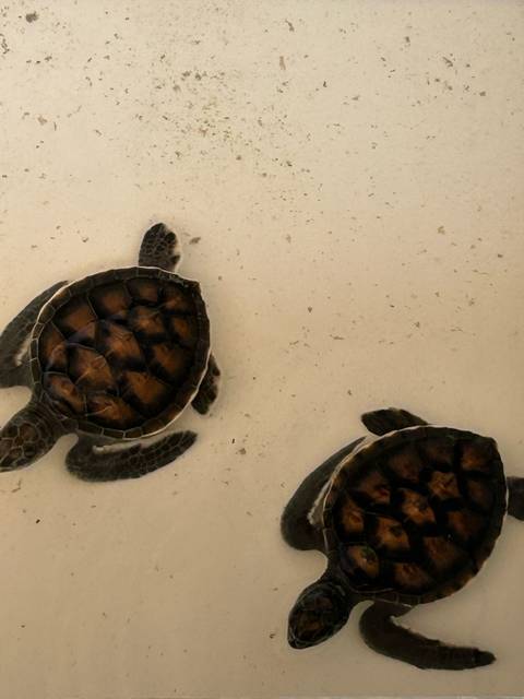       Top-down view of two baby sea turtles swimming in shallow, sandy water.
  