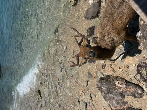       A wet deer with antlers stands on a rocky tropical shoreline with clear turquoise water lapping nearby.
  