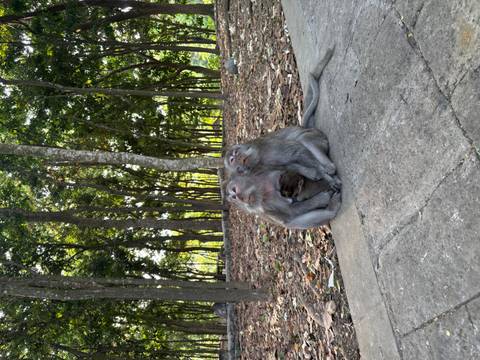       Two adult macaques cradle an infant while sitting on a paved path in a forested sanctuary.
  