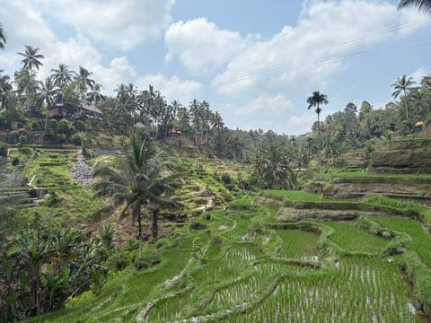      Verdant stepped rice terraces with palm trees and small farm paths under a bright sky.
  
