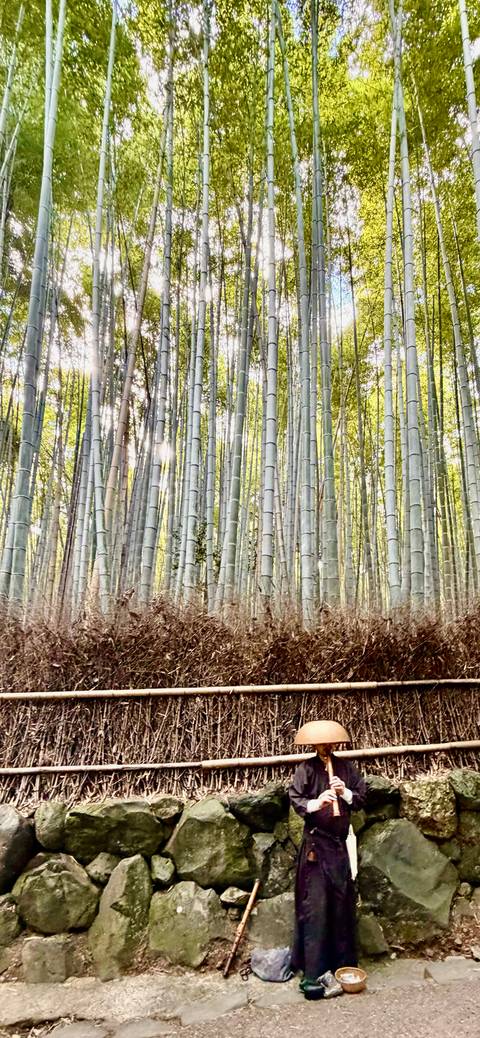       Tall, straight bamboo stalks reach skyward in a serene forest grove.
  