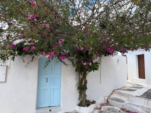       Whitewashed alley with light-blue wooden door under flowering bougainvillea on a Greek island.
  
