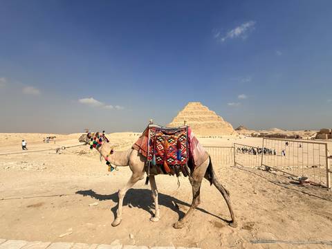       A saddled camel in the desert with the Step Pyramid rising behind under a bright blue sky.
  