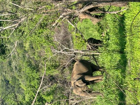       A herd of Asian elephants, including a calf, forages amid dense green foliage at the edge of a jungle.
  