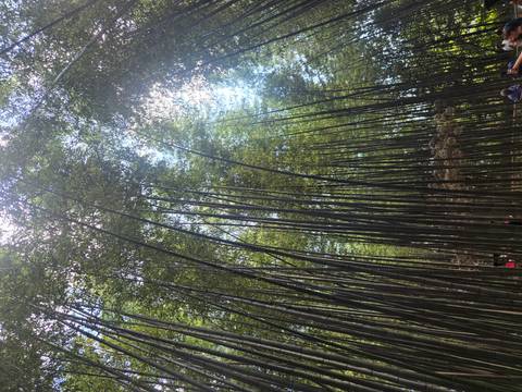       Towering bamboo stalks soar skyward in Kyoto’s famous Arashiyama bamboo grove with dappled sunlight below.
  