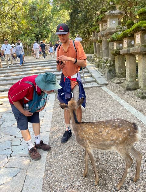       Travellers interact with a friendly spotted deer on stone steps in Nara Park.
  