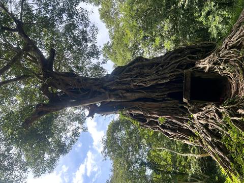       Massive tree roots engulf an ancient temple doorway amid dense jungle at Angkor.
  