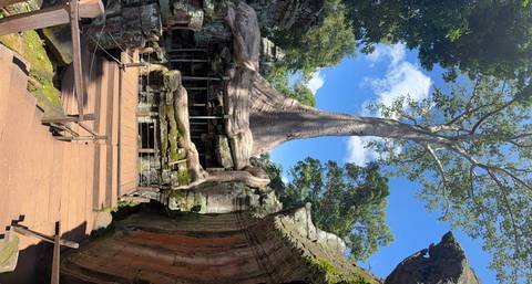       A soaring tree grows from the ruins of a sandstone temple platform with wooden walkways below.
  