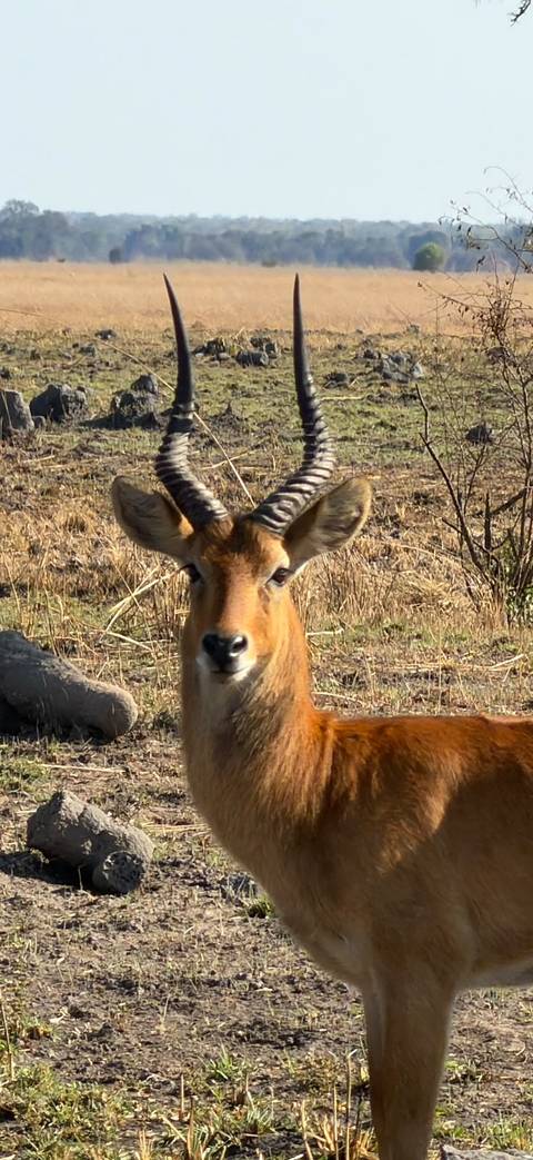       foto de reseña de cliente de 11 días de gran expedición de safari: llanuras de Busanga, Kafue, Mosi-oa-Tunya (Zambia), Chobe (Botsuana) y las cataratas Victoria (Zimbabue). 
  