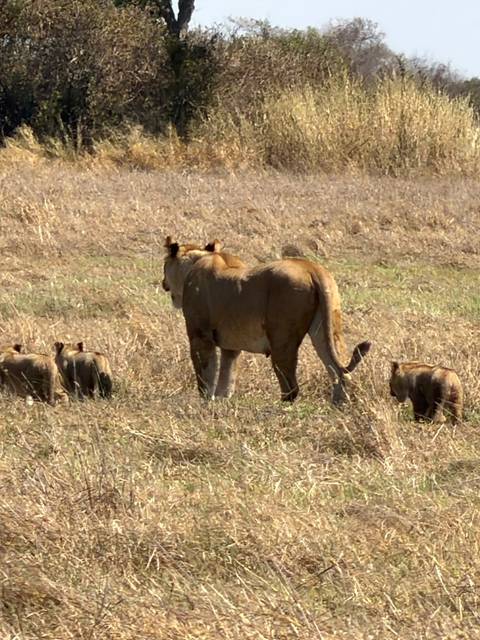       A lioness strides through dry grassland followed closely by her playful cubs in the African savannah.
  