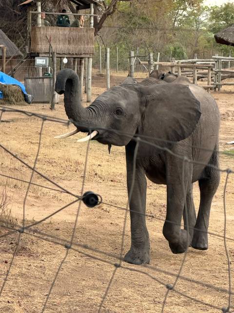       Close-up of a young elephant raising its trunk behind a wire fence on dry ground.
  