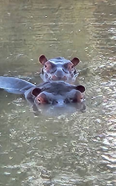       Two hippopotamus heads peering from murky water.
  