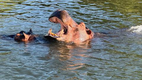       Hippo yawning wide while swimming beside another in a river.
  