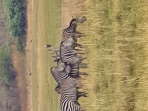      Herd of zebras grazing in an open grassy savanna.
  