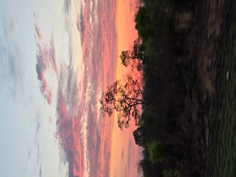       Vibrant sunset sky with pink and orange clouds above silhouetted trees.
  
