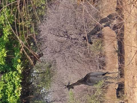       Two giraffes standing among dry bushes and tall trees in a savanna.
  