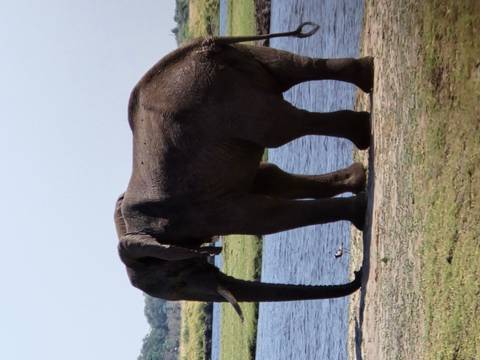       Large elephant standing beside a river with blue water and grasses.
  