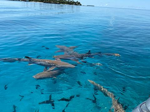       Group of nurse sharks swim just below the surface in crystal-clear tropical water.
  