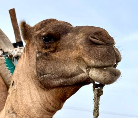       Close-up of a camel’s head chewing against a pale desert sky.
  