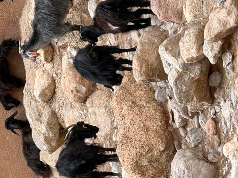       Black goats scramble over large pale rocks on a rugged hillside.
  