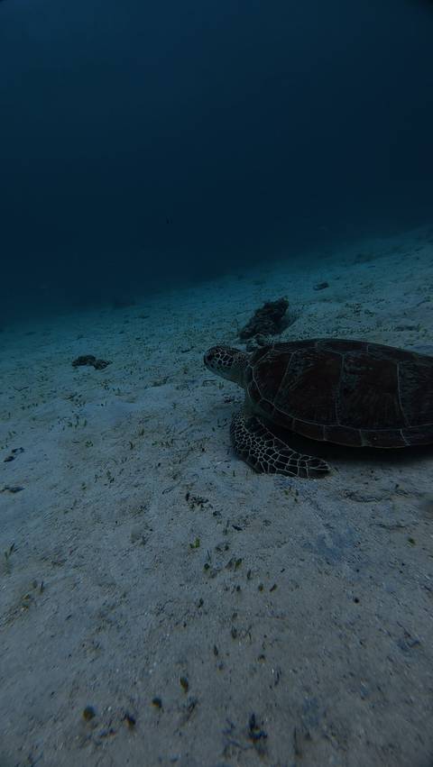       Green sea turtle rests on a sandy seabed surrounded by sparse seagrass in dim underwater light.
  