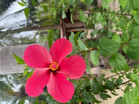       Close-up of a vibrant pink hibiscus bloom with tropical foliage and palm trunks softly blurred behind.
  