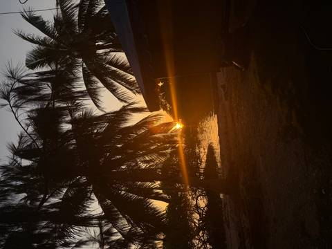       Sunset glow peeks through palm fronds casting warm lens flare over a tropical shoreline.
  