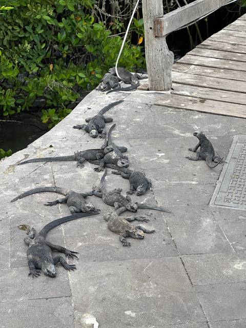 Marine iguanas basking on a pier.