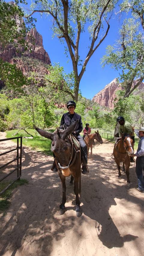 People riding mules on a dirt path surrounded by trees.
