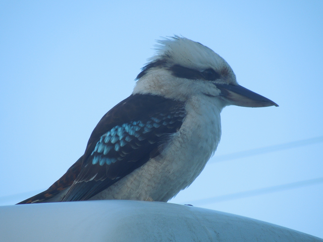       Close-up of a Kookaburra, slightly out of focus.
  