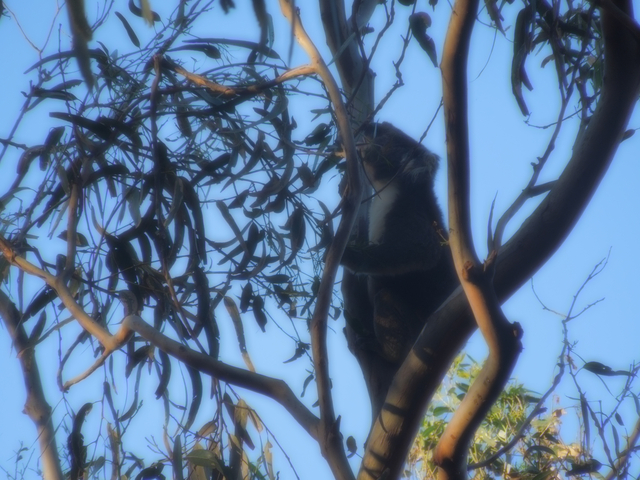       A koala in a tree, slightly out of focus.
  