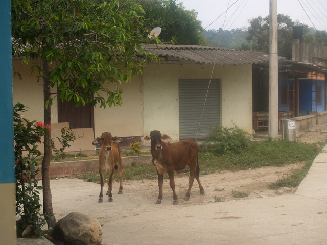       Two cows standing in front of a small building.
  