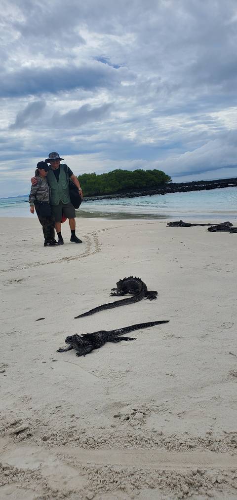       People on a beach with marine iguanas.
  