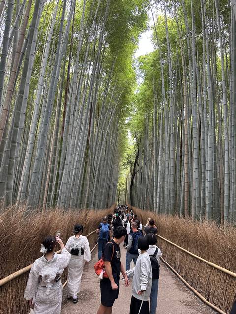 Path through a tall bamboo grove filled with people.