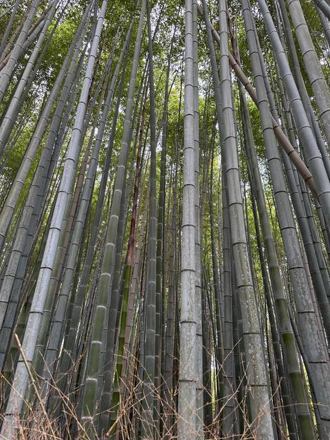       Close-up view of tall, green bamboo trees.
  