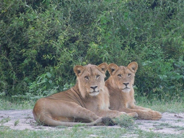       Two lions lying on the ground.
  