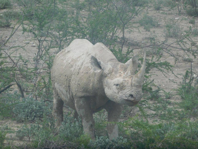       A rhino in a sandy landscape.
  