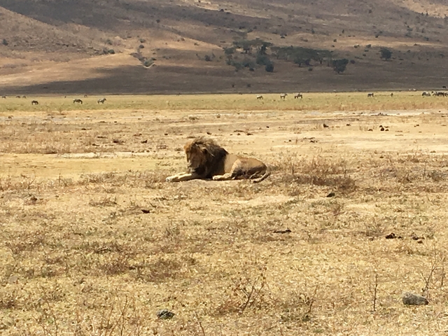 Lion resting in an open savannah landscape.