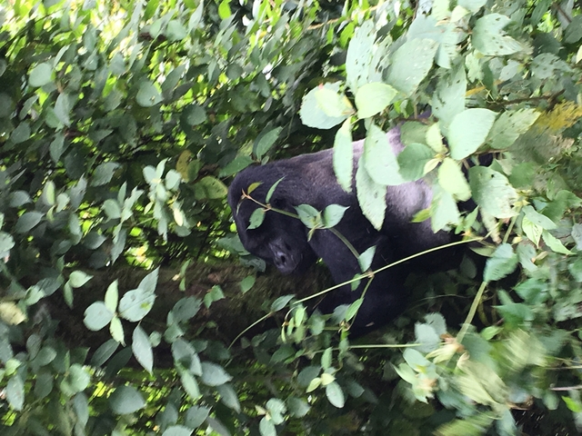 Gorilla among dense green foliage.