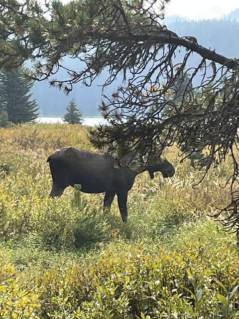 A moose and calf grazing near some trees.