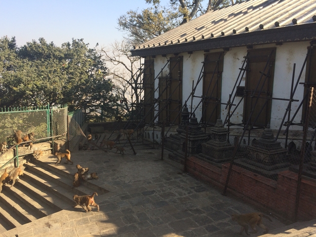 Old temple with stone structures and stairs, surrounded by trees.