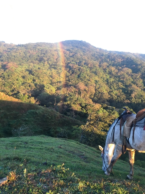       Horseback view over a lush rainforest with a rainbow.
  