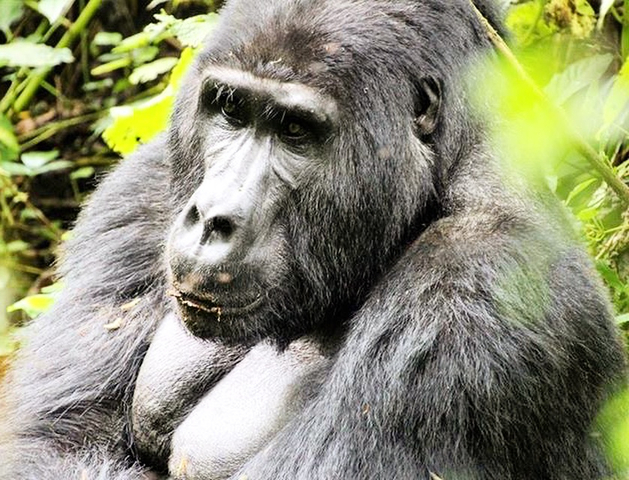 Photo d'avis client sur Les gorilles au Cap 