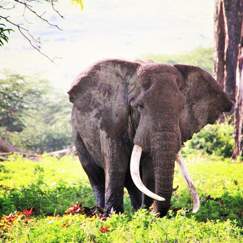 Photo d'avis client sur Les gorilles au Cap 