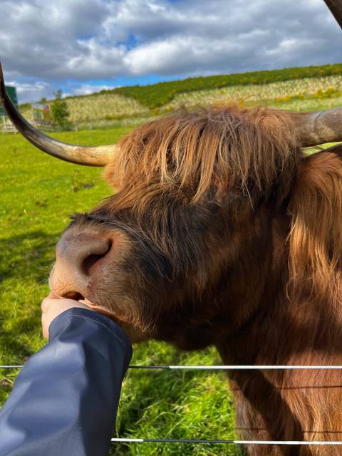 Close-up of a highland cow grazing in a field.