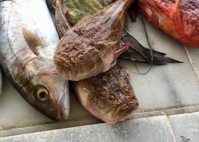 Close-up of a display with various fish including two with large eyes.