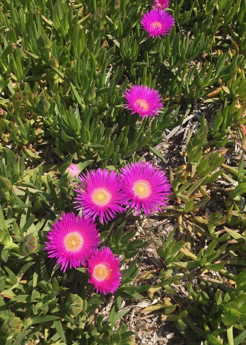 Bright pink flowers blooming among green foliage.